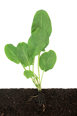 Image showing Healthy Organic Growing Spinach Plant 