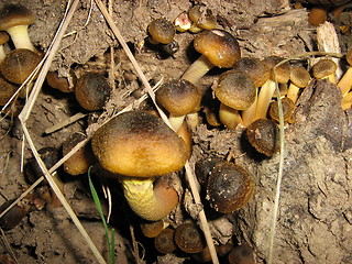 Image showing Little snails