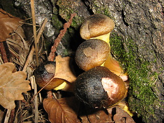 Image showing Little snails