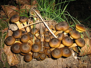 Image showing Little snails