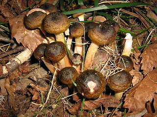 Image showing Little snails