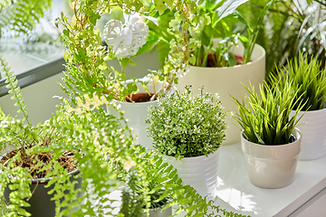 Image showing green flowers and houseplants at home