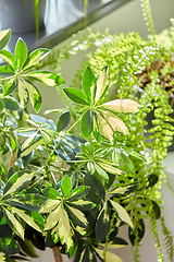 Image showing green flowers and houseplants at home