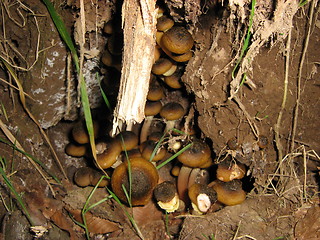 Image showing Little snails