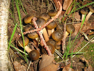 Image showing Little snails