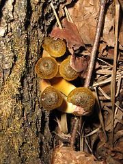 Image showing Little snails