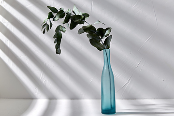 Image showing eucalyptus branch in glass vase on white table