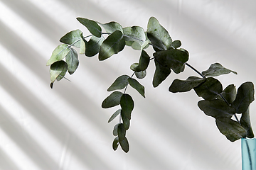 Image showing eucalyptus branch in glass bottle on white table