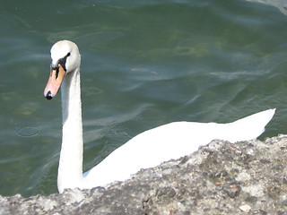 Image showing A swan