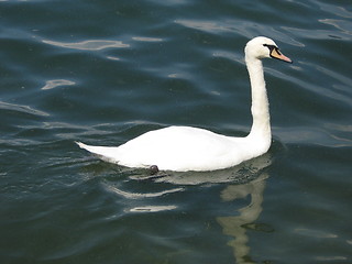 Image showing A swan