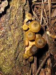 Image showing Little snails