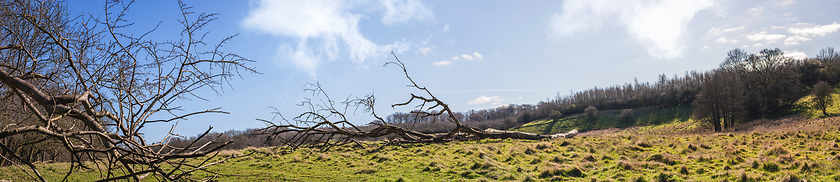 Image showing Large branch on a green meadow in a panorama