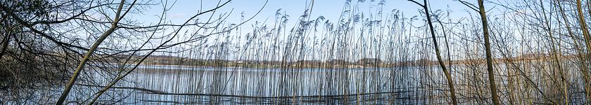 Image showing Panorama scenery with rushes by the shore