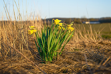 Image showing Daffodils on a dry meadow in the early spring