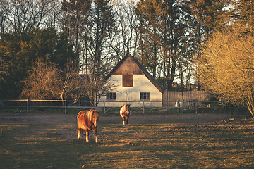 Image showing Horses outside a farm on a fenced field