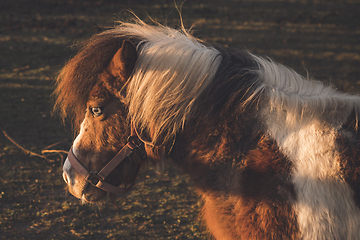 Image showing Horse in the autumn sun on a field