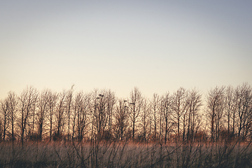 Image showing Tree top silhouettes at dawn