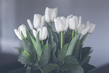 Image showing White tulips flowers on green stalks