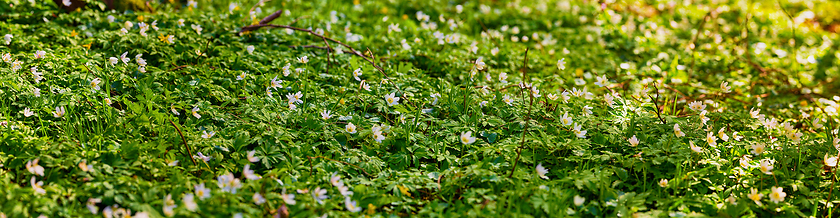 Image showing Panorama of white anemones in the forest