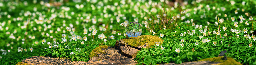 Image showing White anemone flowers around a crystal orb