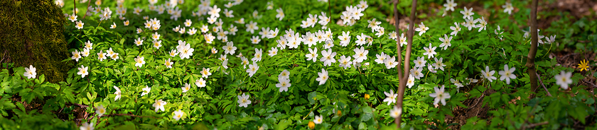 Image showing White anemones on the forest floor