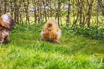 Image showing Silkie hens in a rural backyard garden