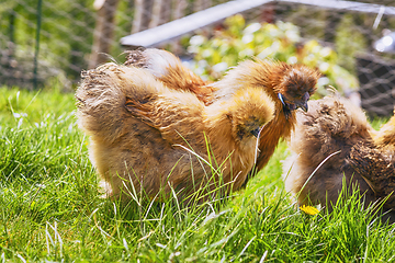 Image showing Brown Silkie chickens on a rural green lawn