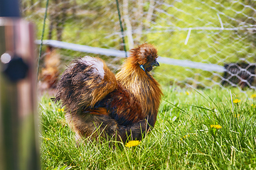 Image showing Silkie cockerel in rural surroundings