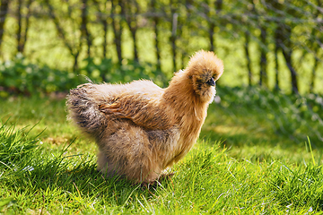 Image showing Silkie chicken in a rural garden