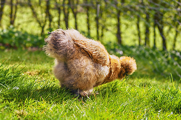 Image showing Silkie hen looking for food