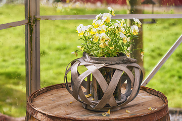 Image showing Viola flowers in a flowerpot on a barrel