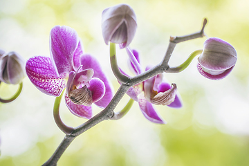 Image showing Purple orchid flowers on a fresh green background