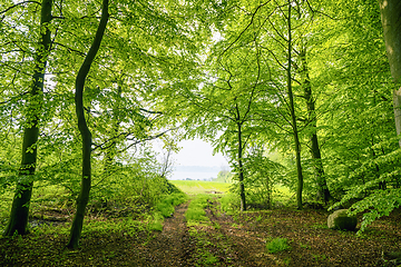 Image showing Green beech forest in the spring with a nature trail