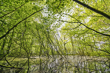 Image showing Swamp in a green forest with beech trees