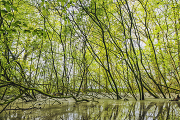 Image showing Green beech branches in a forest swamp