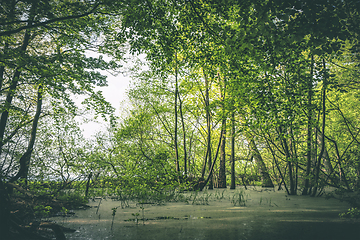 Image showing Idyllic forest swamp with fresh green trees