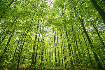 Image showing Green beech forest in the spring in vibrant colors