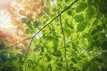 Image showing Fresh green beech leaves in the springtime