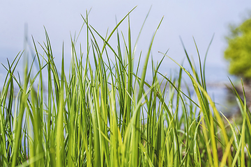 Image showing Tall green grass straws in the spring