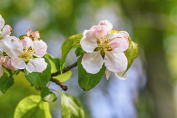 Image showing White apple tree flowers on a branch