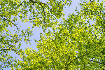 Image showing Beech trees with vibrant green leaves