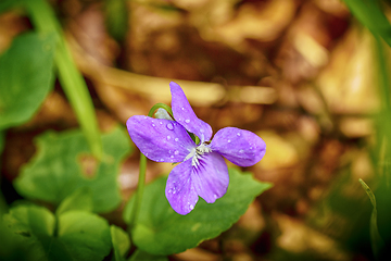 Image showing Purple wildflower in the forest