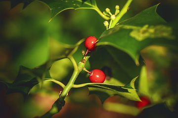 Image showing English holly tree with red berries