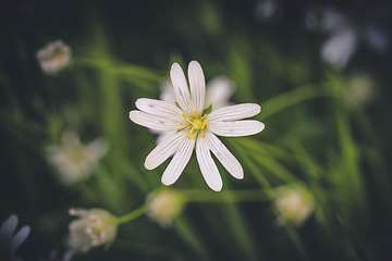 Image showing White wildflower in a green forest in the spring