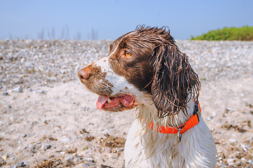 Image showing Dog with wet fur and an orange collar