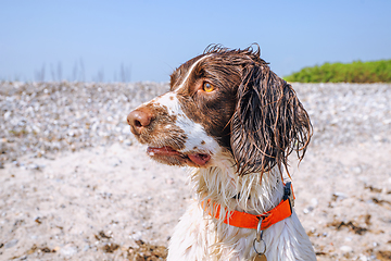 Image showing Springer spaniel dog with wet fur by a beach