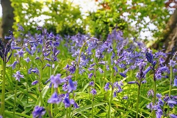 Image showing Bluebell flowers on a wild meadow