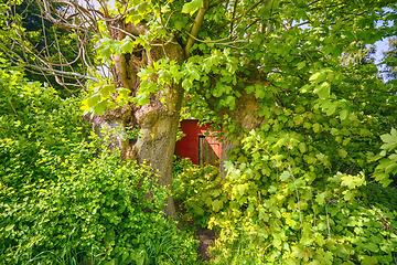 Image showing Red house covered with green plants