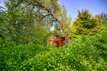 Image showing Red summer cabin in an overgrown garden