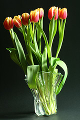 Image showing tulips